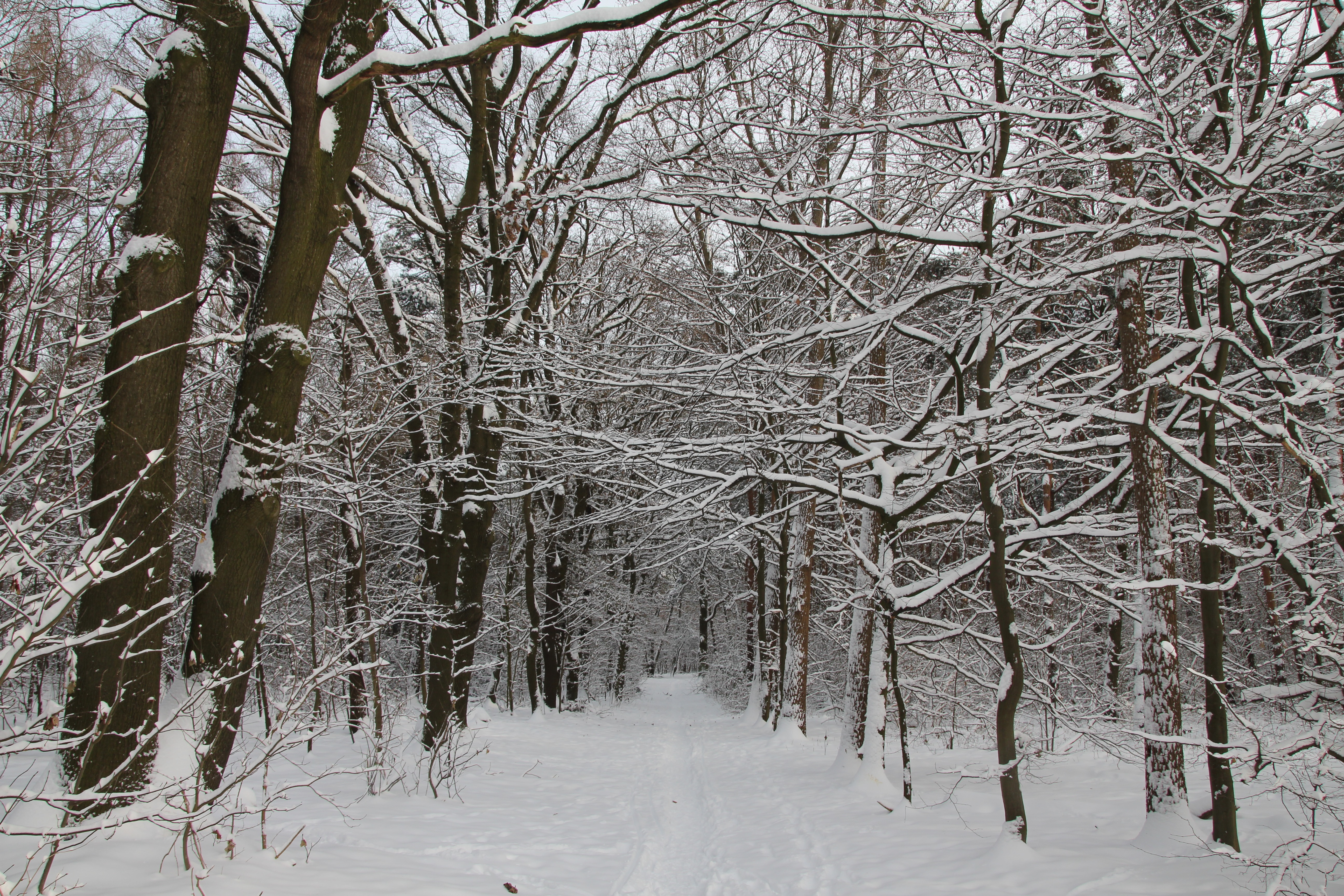 Winter Forest With Snow Free Image