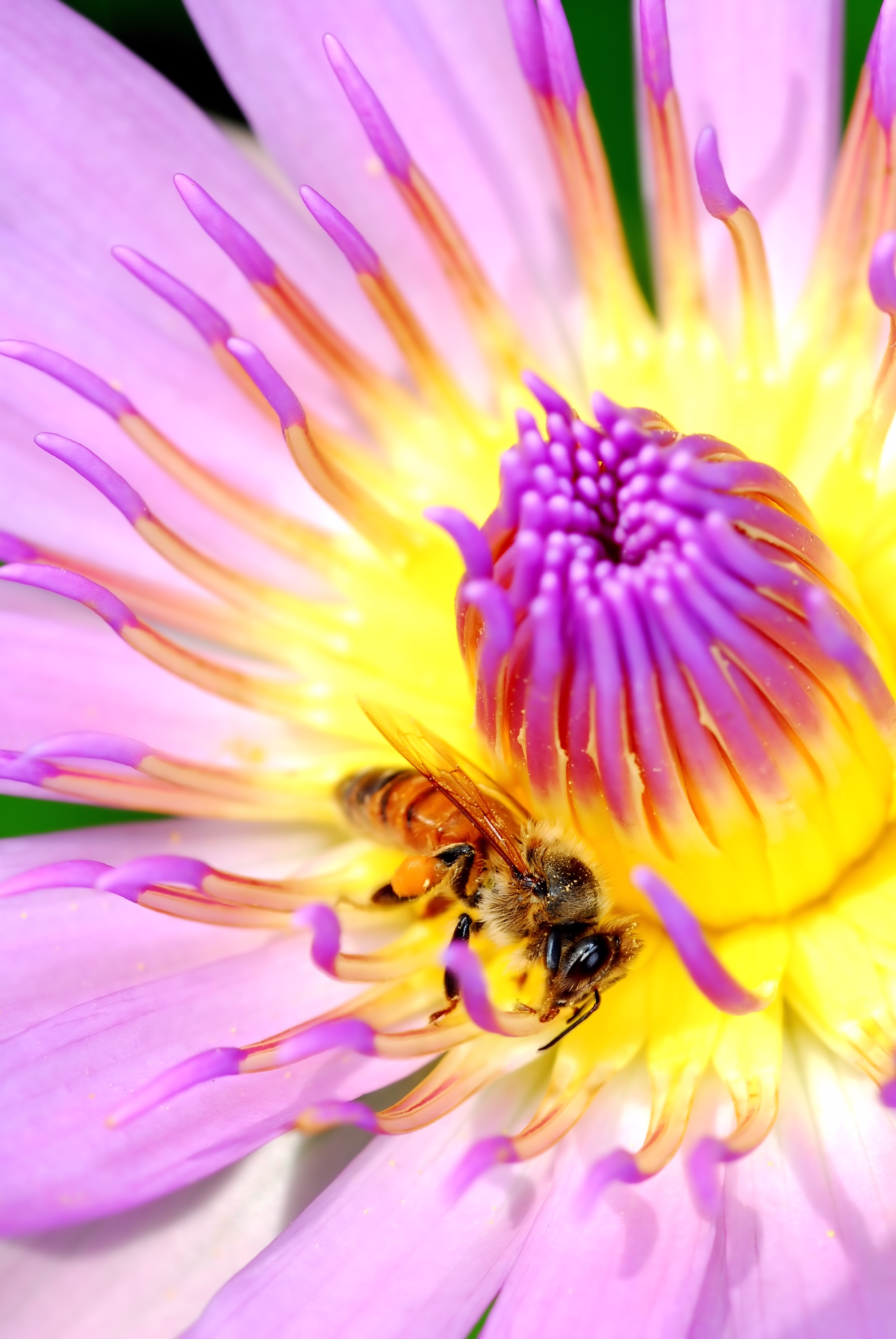 Insect on a colorful lotus closeup free image download