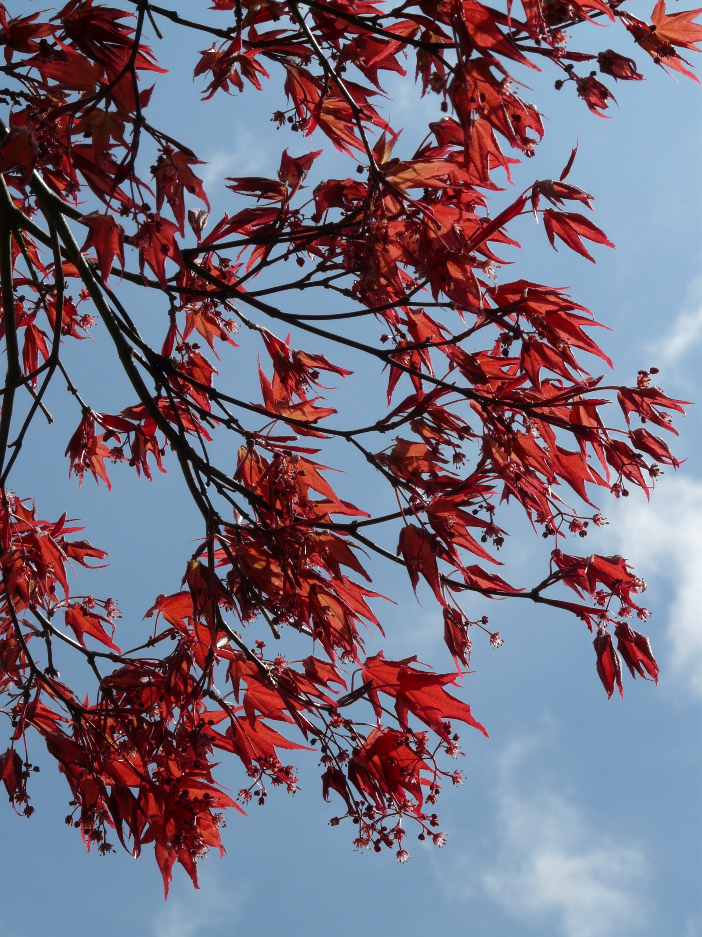 Деревья с красными листьями фото