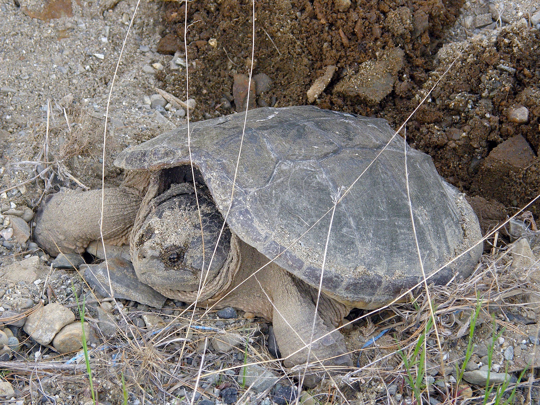 Closeup photo of snapping turtle in acadia national park free image ...