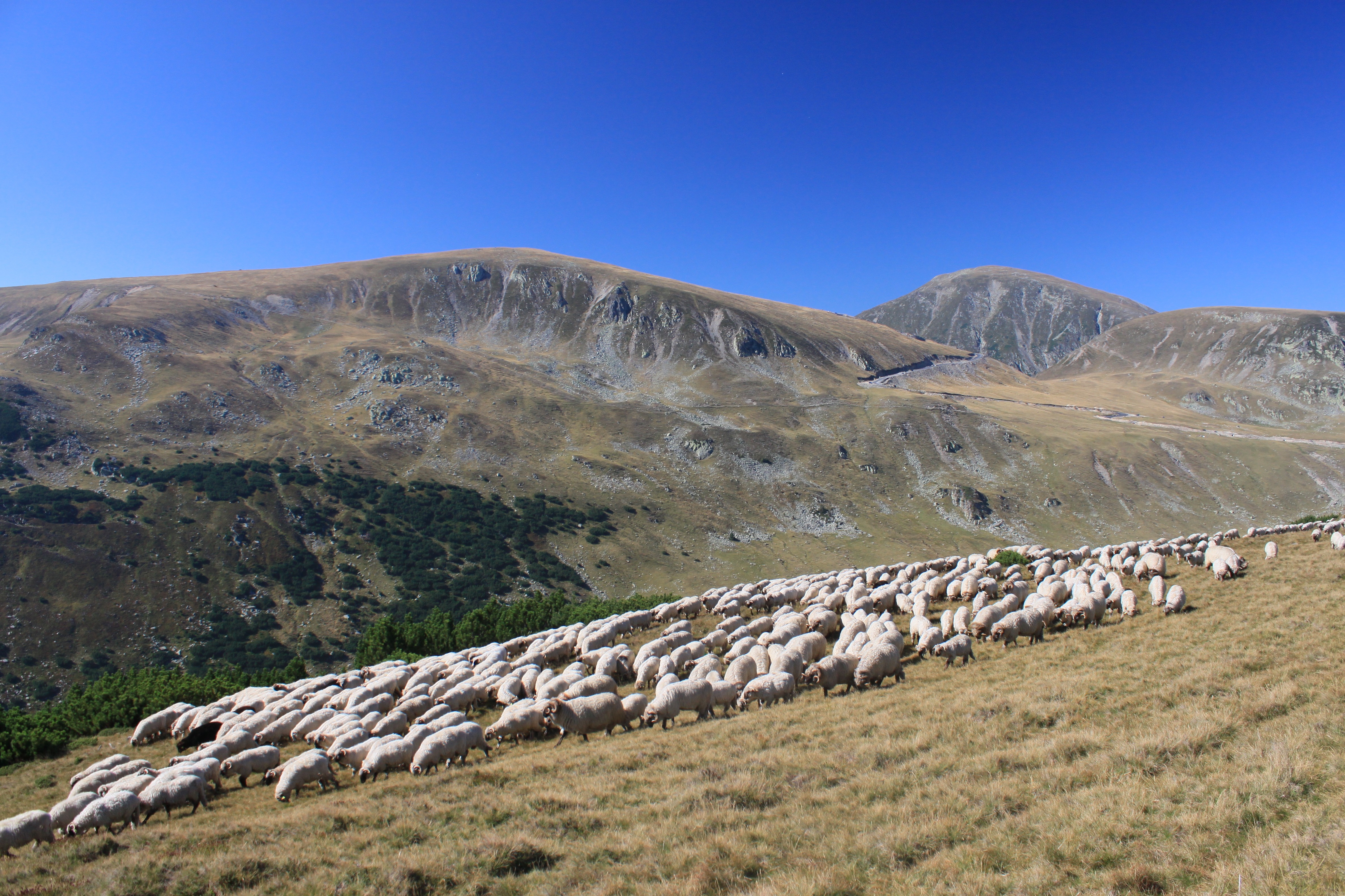 Овцеводство в Румынии