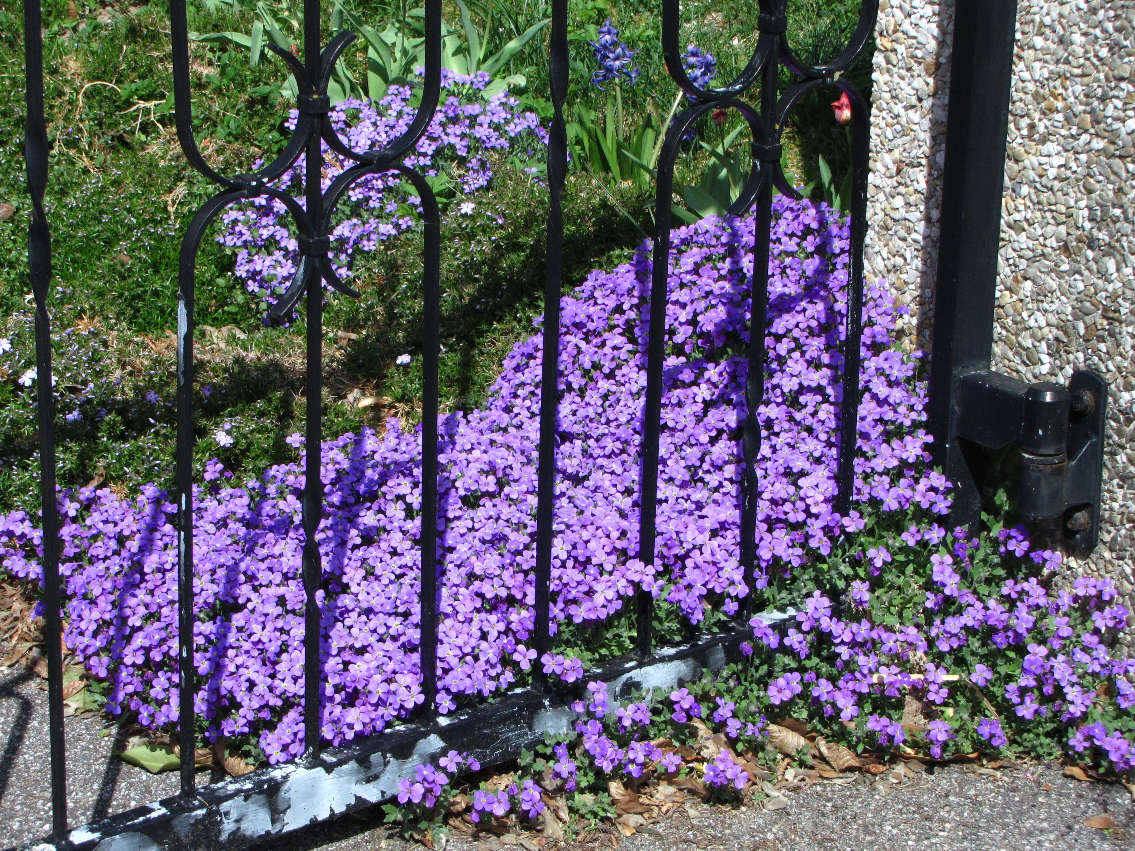 Purple flowers as a spring scene free image download