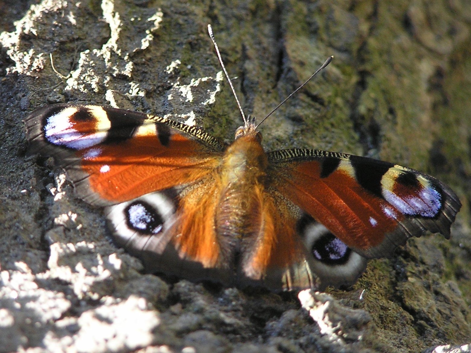 Filigreed butterfly with eyespots free image download