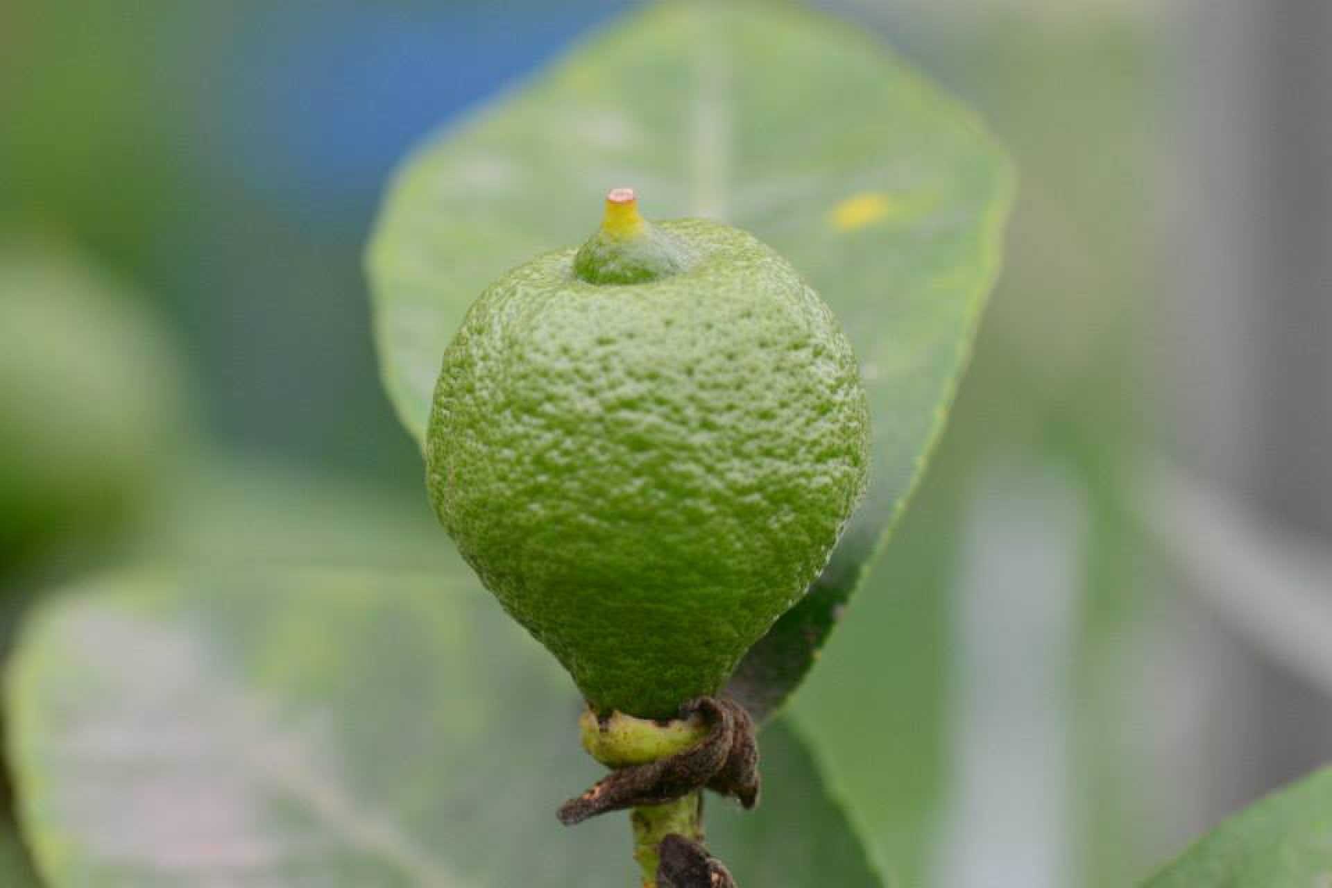 Неспелый лимон растение