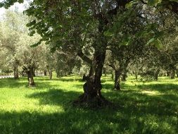 fascinating olive trees