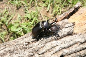 insects beetle forest nature