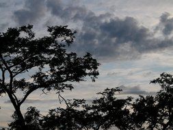 tree on a background of gray clouds