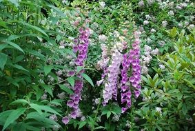 thickets of flowering plants