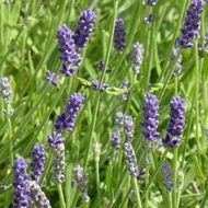 Purple lavender field in spring