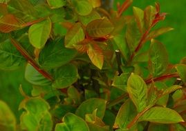 Green and red plants in the spring