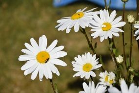 White flower daisy on a sunny day on a blurred background