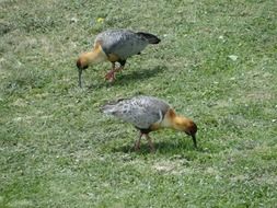 bandurrias birds on a grass in Patagonia