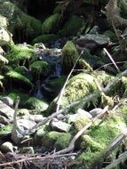 closeup photo of green moss on a stone near a stream