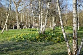 birch meadow park landscape early spring