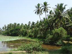 tropical forest with palm trees