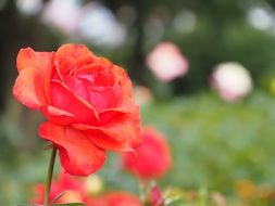 rose on blurred background close up