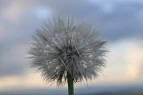 Dandelion seeds on the stem closeup