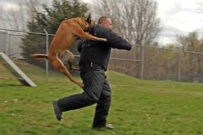 dog attacking training