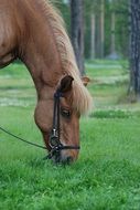 horse eating green grass