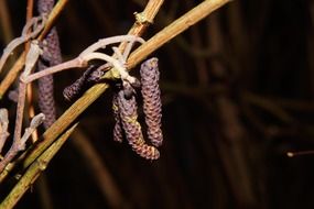closeup of birch flowers