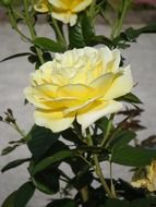 Beautiful bright pale yellow rose flowers with green leaves in the garden in Munich, Germany