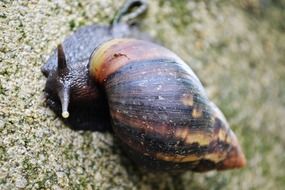 Snail in Sri Lanka