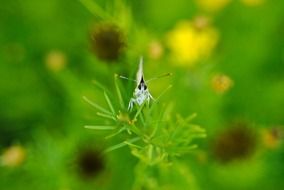 butterfly with folded wings on a green plant