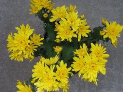 magical garden chrysantheme