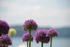 pink ball-shaped flowers near the water close-up on blurred background