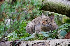 Beautiful and colorful wild cat among the plants in nature