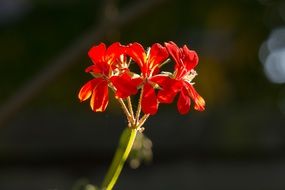 geranium flower in bloom