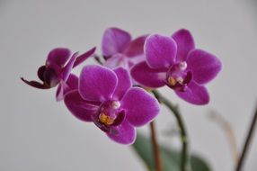 orchid with purple flowers