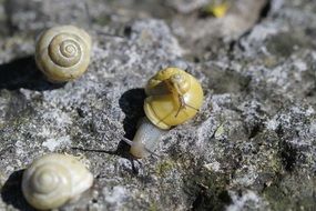 crawling snails