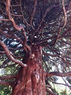 tree with rose branches