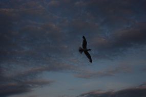 Gull at the dust at background of cloudy sky