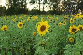field of blooming sunflowers at summer morning