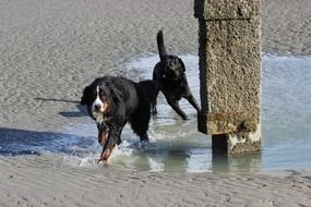 bernese mountain dog and black labrador run on the beach