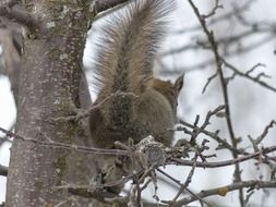 squirrel on the tree in winter