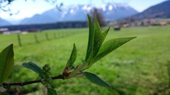 branch with spring green foliage against the backdrop of a blurred picturesque mountain landscape