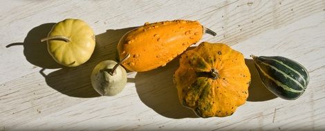 yellow pumpkins on the table