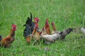 chickens in high green grass