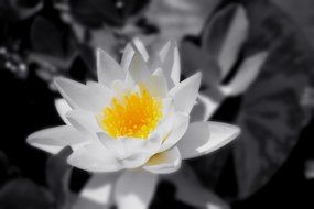 white flower in garden closeup