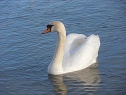delicate white swan