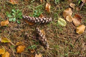 two pine cones on the forest cover in the fall