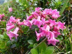 blooming alpine rose, austria