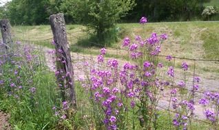 Violet flowers near fence