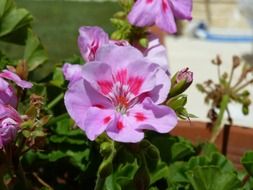pink flower in the garden close up