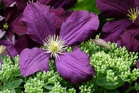 closeup picture of attractive purple petals