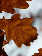 Oak autumn leaves on a blurred background