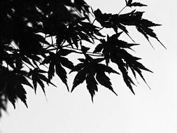 Black and white photo of leaves against the sky